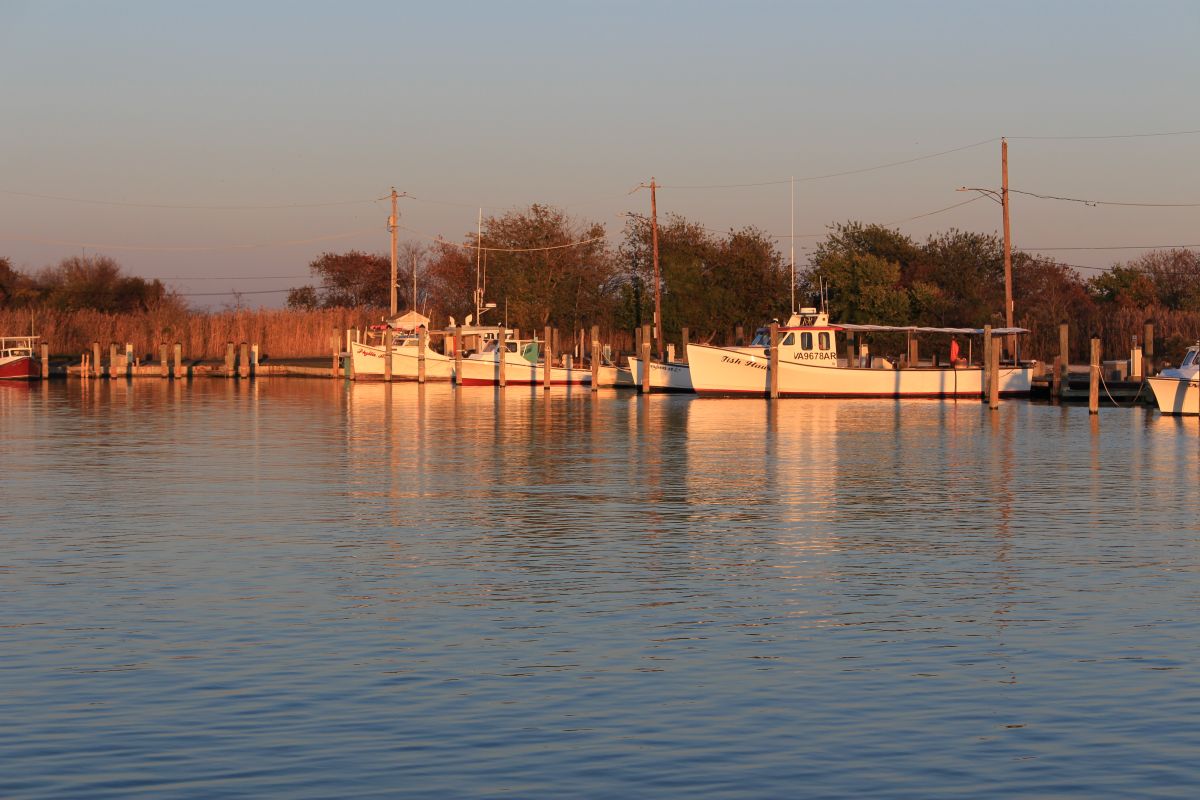 Harbor Boats