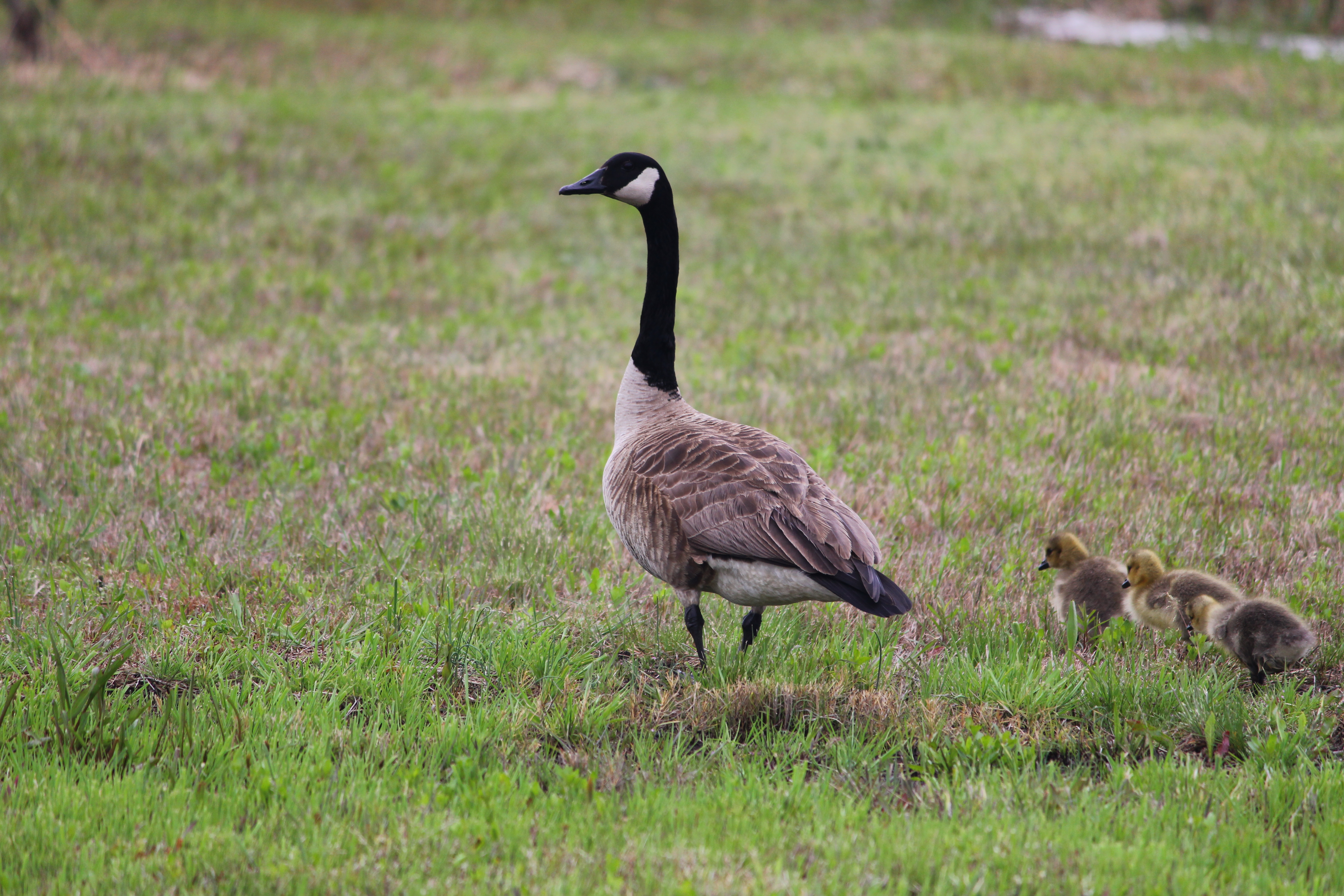 Geese